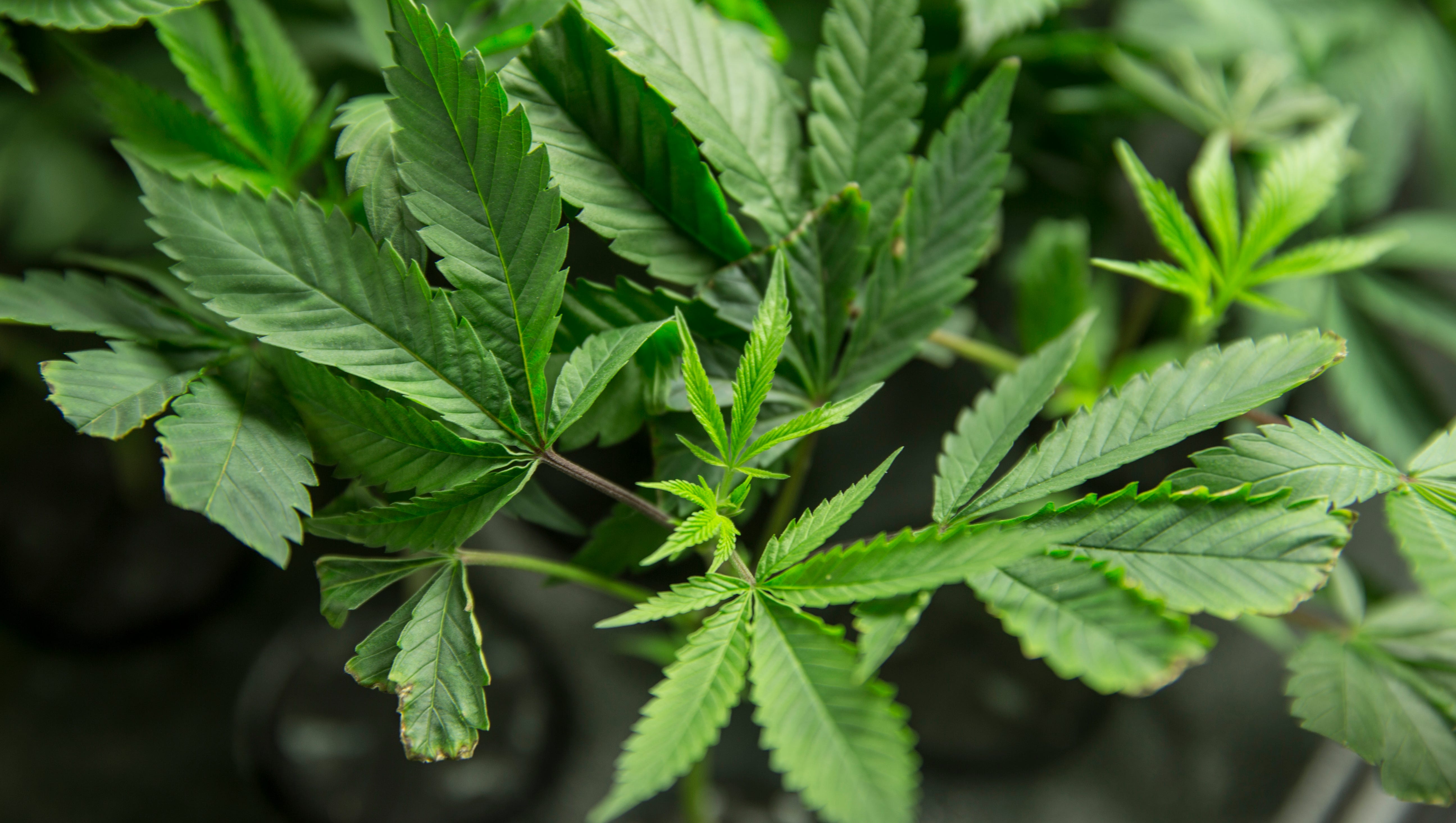 One Year After New Jersey Legalized Marijuana For Recreational Use, The Senate President Wants To Make Changes, Such As Limiting Home Grows