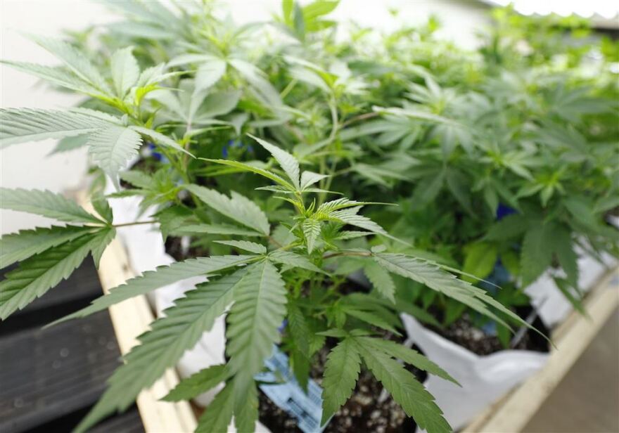 One Year After New Jersey Legalized Marijuana For Recreational Use, The Senate President Wants To Make Changes, Such As Limiting Home Grows!