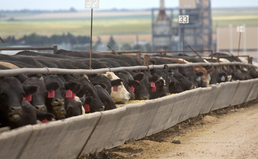 A USDA Study Shows That THC And CBD Levels In The Meat Of Cows Fed Hemp Cake Are Safe!