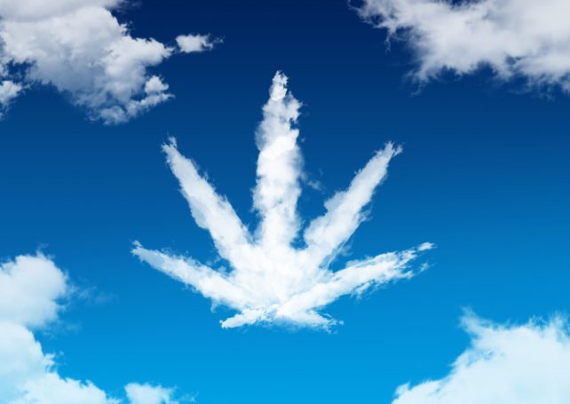 marijuana cloud