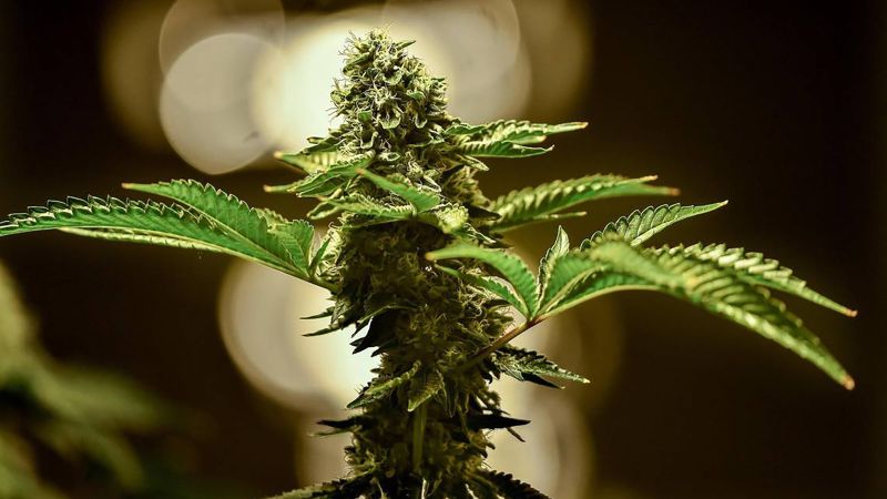 Kansas Farm Bureau Responds to Growing Calls for The Legalization of Medical Marijuana.!