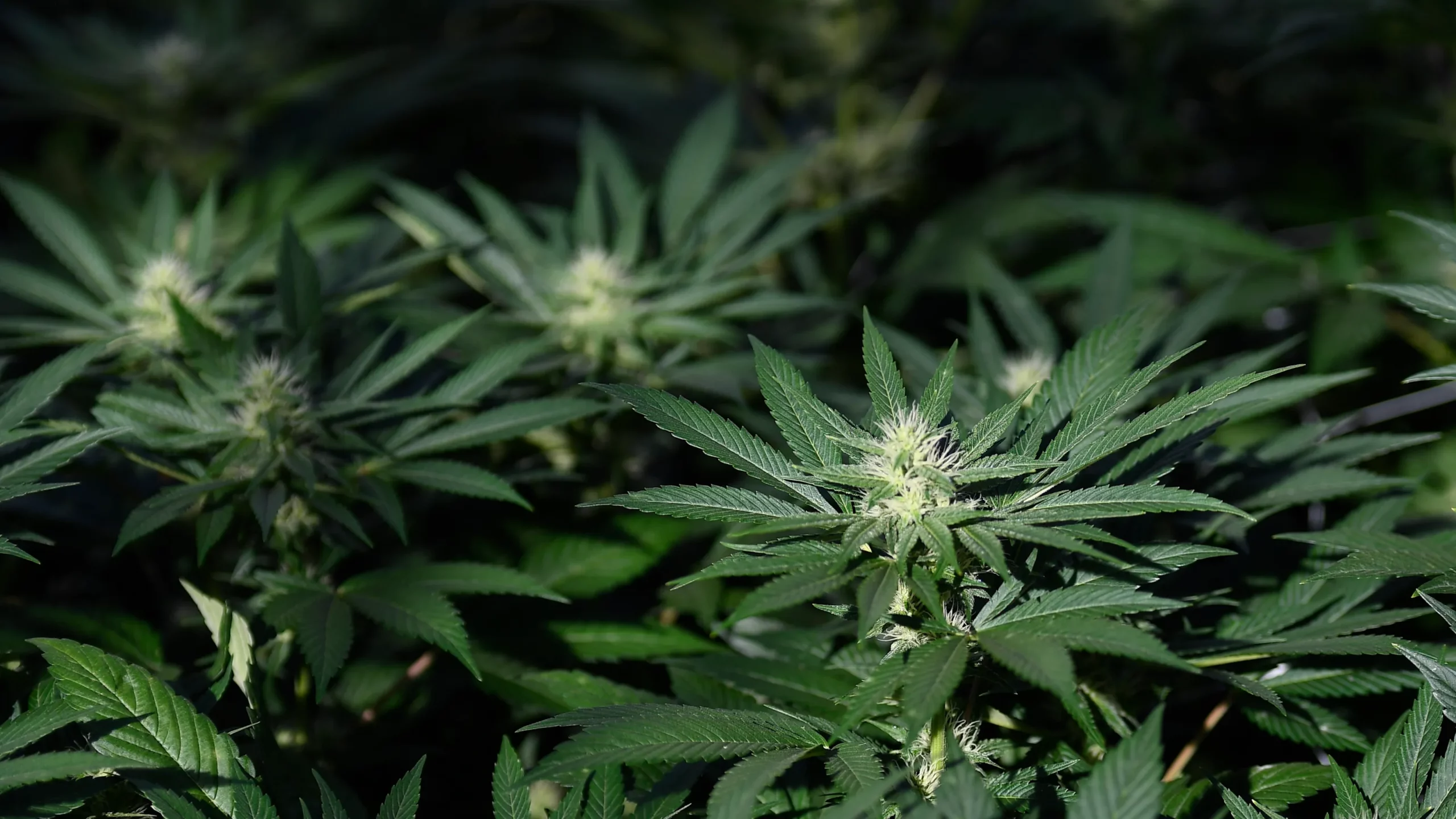 New Jersey Adult-Use Sale Of Marijuana Hit $100 Million For First Time In Latest Quarter!