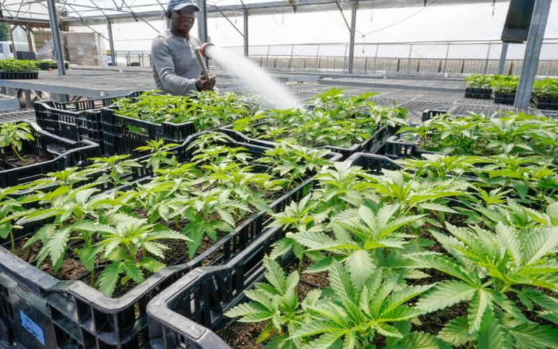 New Jersey Adult-Use Sale Of Marijuana Hit $100 Million For First Time In Latest Quarter!