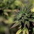 Marijuana Supporters Surprised After Mc Connell's Opposition That Destroys The Banking Bill!