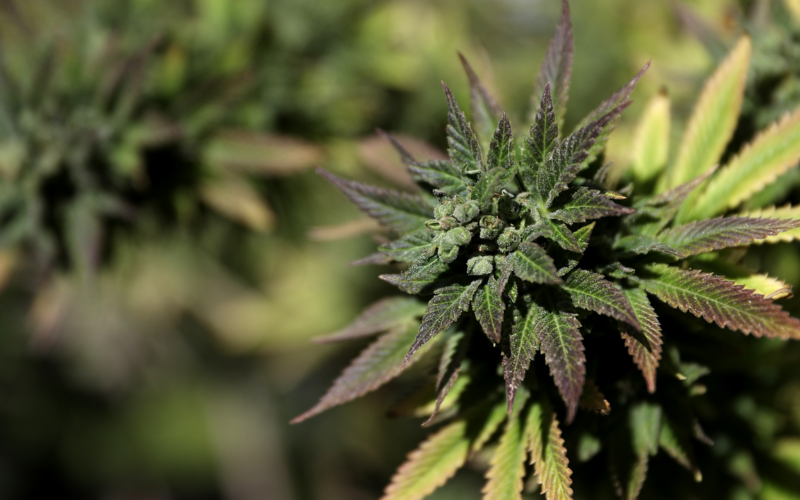 Marijuana Supporters Surprised After Mc Connell's Opposition That Destroys The Banking Bill!