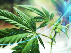 A Tallahassee Medicinal Marijuana Company May Be Sued by An Entire Workforce Over Recent Layoffs.