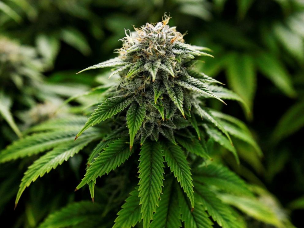 Kansas Farm Bureau Responds to Growing Calls for The Legalization of Medical Marijuana.!