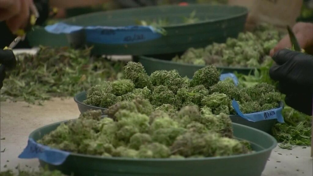 On February 6, Missouri Residents Over 21 Will Be Able To Buy Recreational Marijuana!
