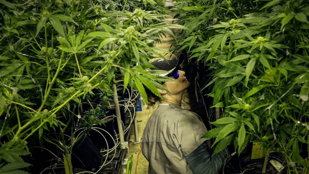 1st Marijuana Expungement Cases in Missouri Creating The Groundwork For Transformation!