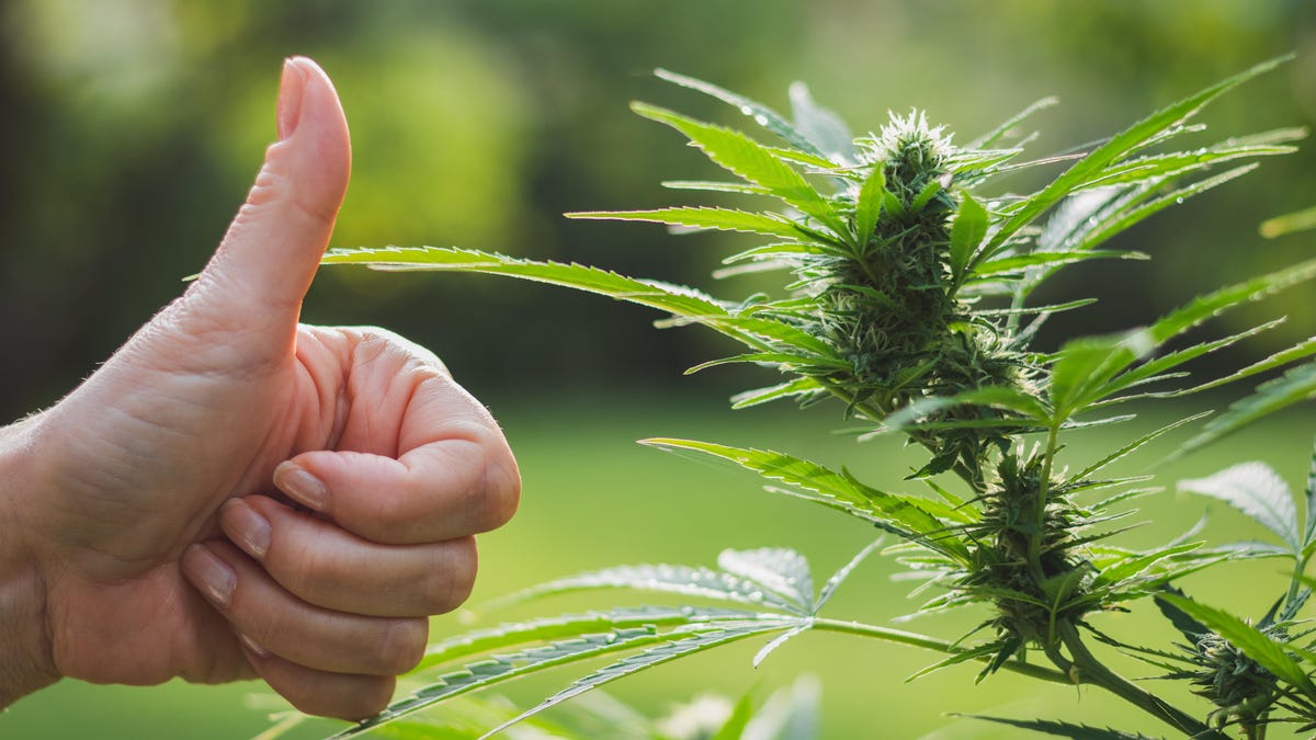 Ohio medical marijuana dispensaries build businesses while preparing for full legalization