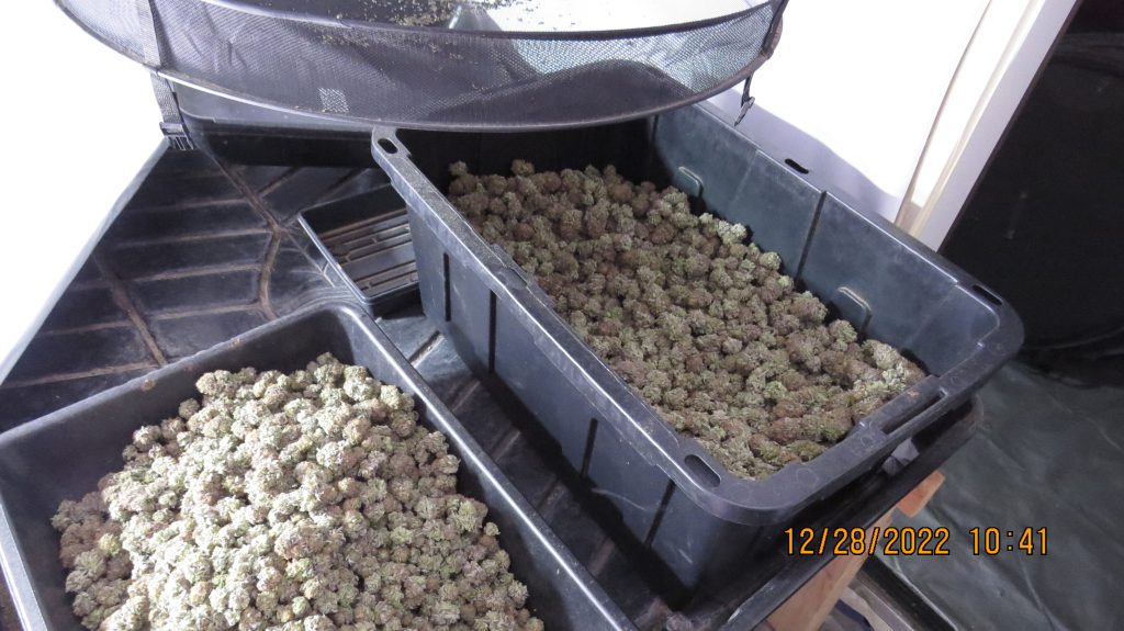 Two People Are Arrested For Growing Marijuana in South Salem and Aumsville!