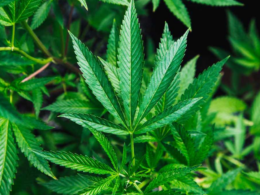 First Time in Missouri, A Judge in Cass County Gets Rid of A Man's Marijuana Conviction!