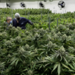 Marijuana Sales Bill For 2023 Filed By Virginia GOP Lawmaker, Draws Mixed Reactions From Advocates!