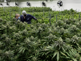 Marijuana Sales Bill For 2023 Filed By Virginia GOP Lawmaker, Draws Mixed Reactions From Advocates!