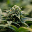GOP Lawmaker Files Bill To Amend IRS's 280E Code To Provide Government Tax Breaks For Marijuana Dispensaries!