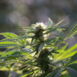 How To Register in Missouri To Cultivate Your Own Cannabis!