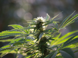 How To Register in Missouri To Cultivate Your Own Cannabis!