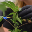 Ohio's Legal Marijuana Market Will Triple in 2023; Efforts To Legalize Recreational Cannabis Continue!