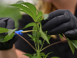 Ohio's Legal Marijuana Market Will Triple in 2023; Efforts To Legalize Recreational Cannabis Continue!