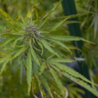 Eight Ways To Learn From The Minnesota Democrats' Bill To Legalize Marijuana!
