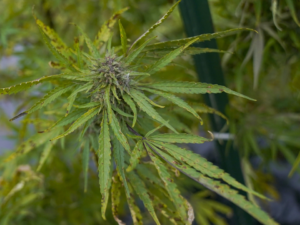 Eight Ways To Learn From The Minnesota Democrats' Bill To Legalize Marijuana!