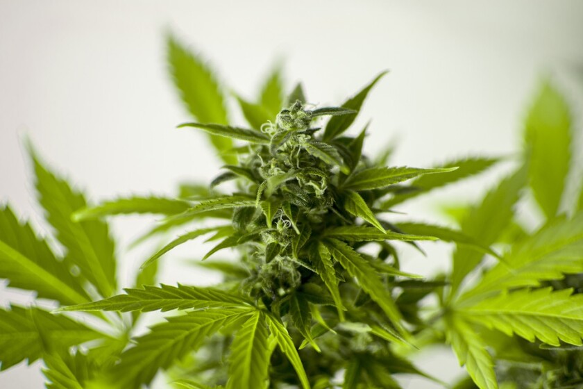 Minnesota Legislators Begin The Process of Marijuana Legalization!