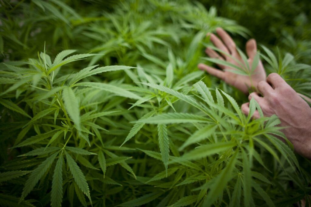 1st Marijuana Expungement Cases in Missouri Creating The Groundwork For Transformation!
