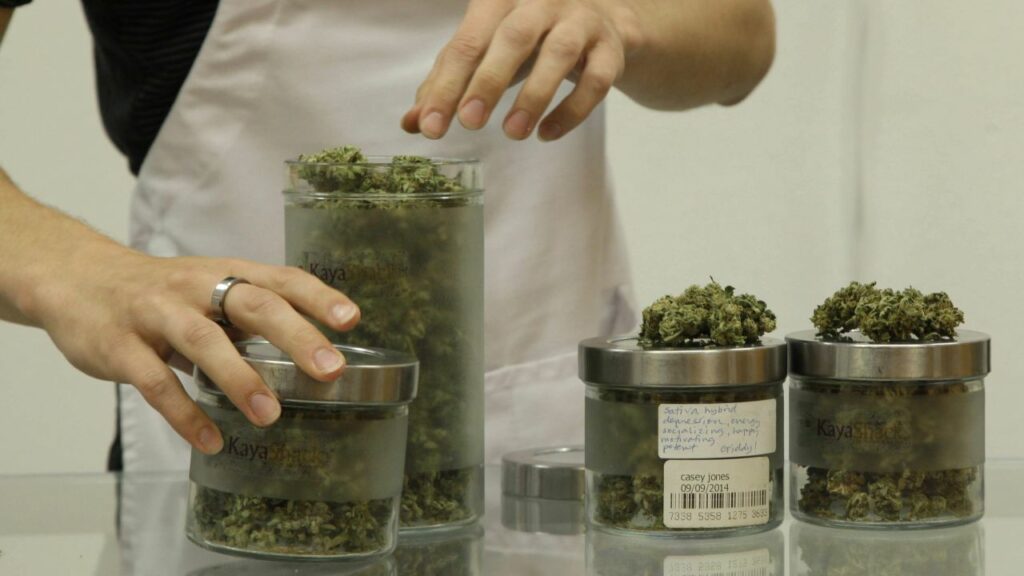 American Medical Association Study Links Long-Term Medical Marijuana Use To Lower Opioid Doses!
