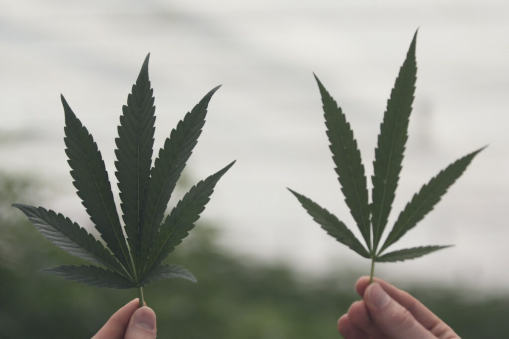 A Marijuana Company Stated: "We Want To Be a Part of That Story"!
