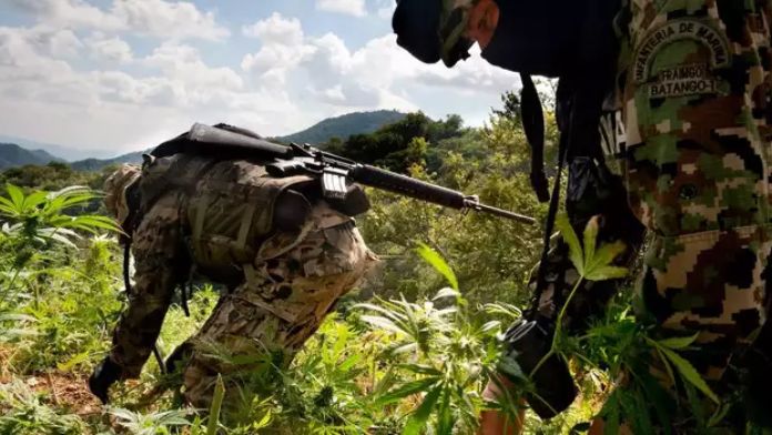Marijuana legalization has stalled in Mexico, but farmers and cartels are still making big plans to profit off a new market