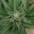 Oklahoma recreational marijuana advocates and opponents prepare for upcoming special election