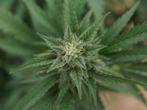 Oklahoma recreational marijuana advocates and opponents prepare for upcoming special election