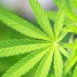 Newport receives $2.5 million, property in medical marijuana dispute