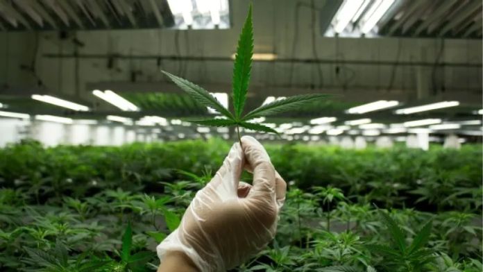 American Medical Association Study Links Long-Term Medical Marijuana Use To Lower Opioid Doses!