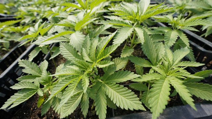 After national spotlight, Kansas groups urge lawmakers to legalize marijuana
