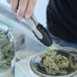 Lansing marijuana processor's licenses suspended for violations