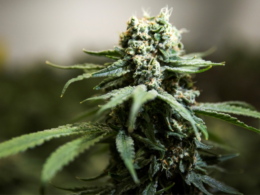 How a Local Veterinarian Is Benefiting From Medical Marijuana!