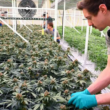 Cannabis Sales Will Be Discussed At a Hearing by The Connecticut General Assembly!