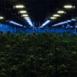 Campus Marijuana Usage Increased As Legalization Expanded!