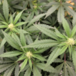 Republican Congressmen Promote Survey Showing Republican People Support Federal Marijuana Legalization!
