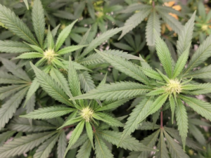 Republican Congressmen Promote Survey Showing Republican People Support Federal Marijuana Legalization!