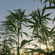 Federal Judge Release Person Who Served 14 Years Over California Legal Marijuana Store Due To Changing Policy Landscape!