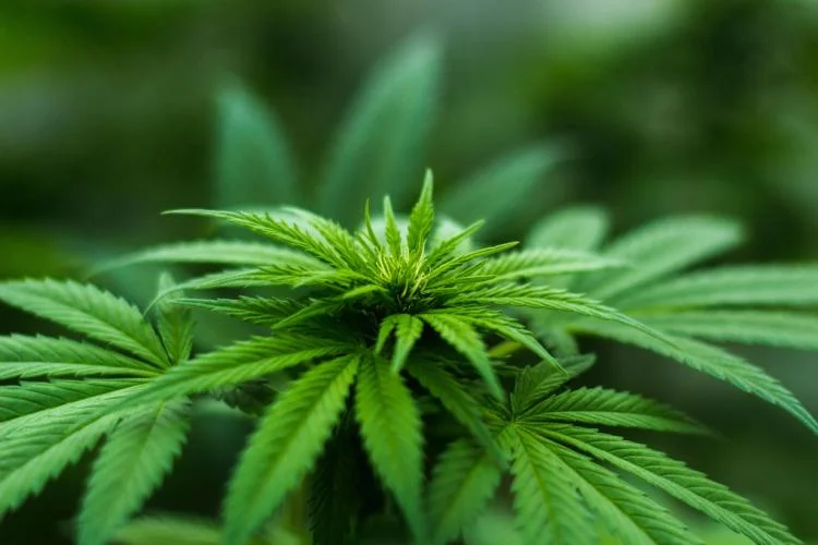 Has Legalizing Marijuana Made Other Drug Problems Worse? A New Colorado Marijuana Legalization Study Answers The Question!