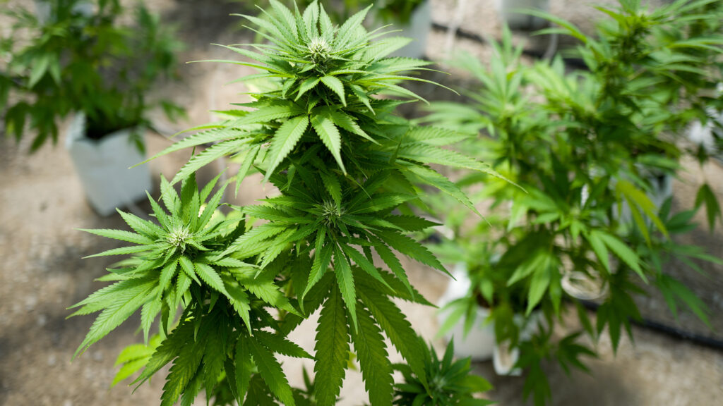 A Marijuana Company Stated: "We Want To Be a Part of That Story"!