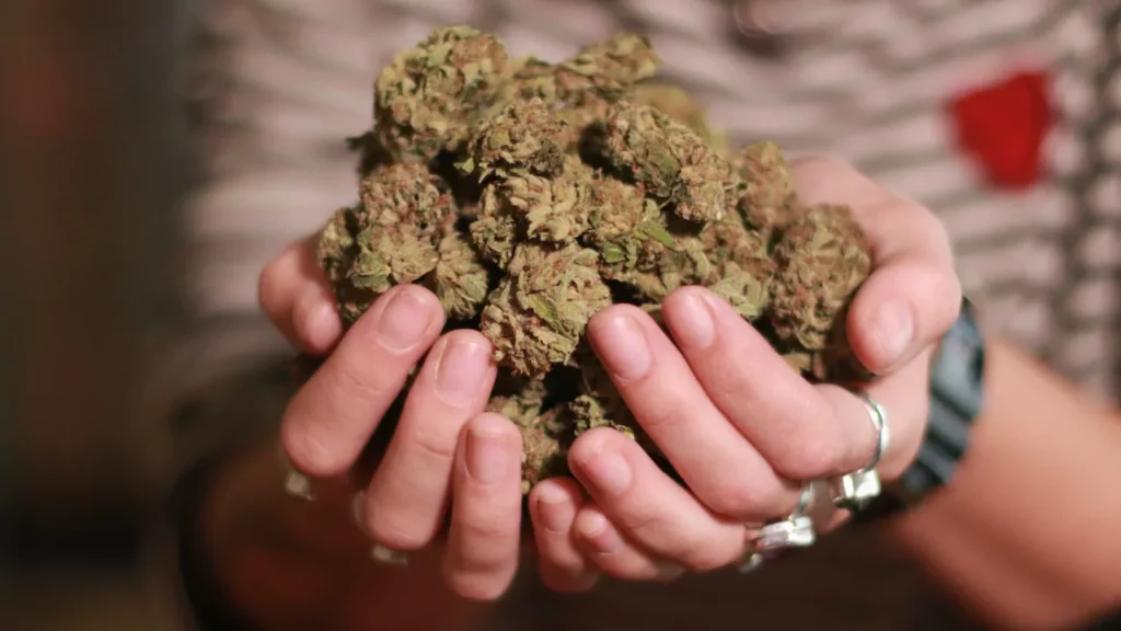 A Marijuana Company Stated: "We Want To Be a Part of That Story"!