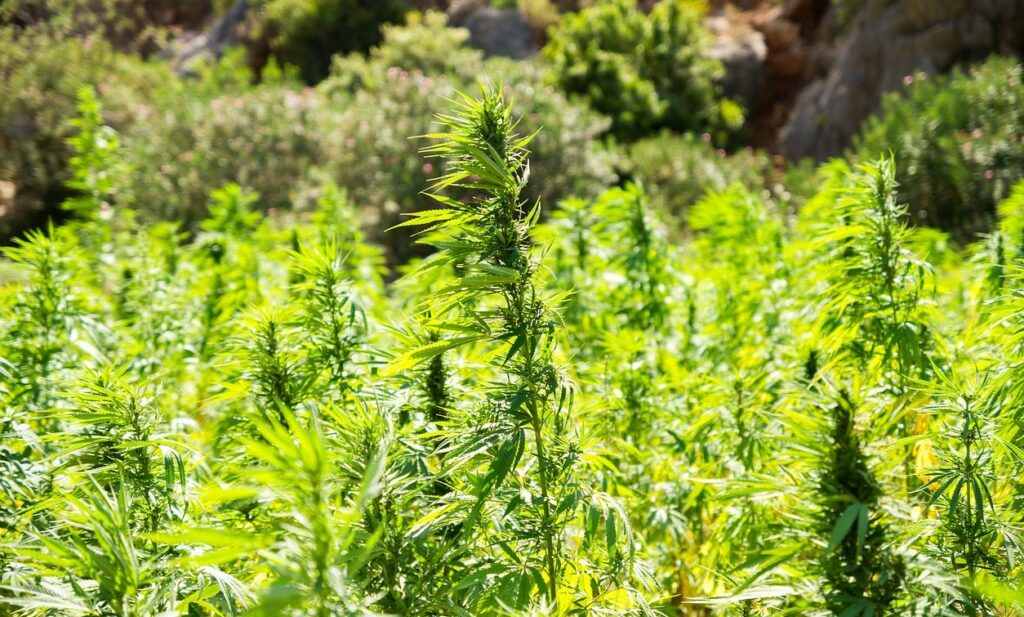 Bipartisan Senators File Marijuana Bill To Ease Restrictions On Industrial Hemp Farmers!