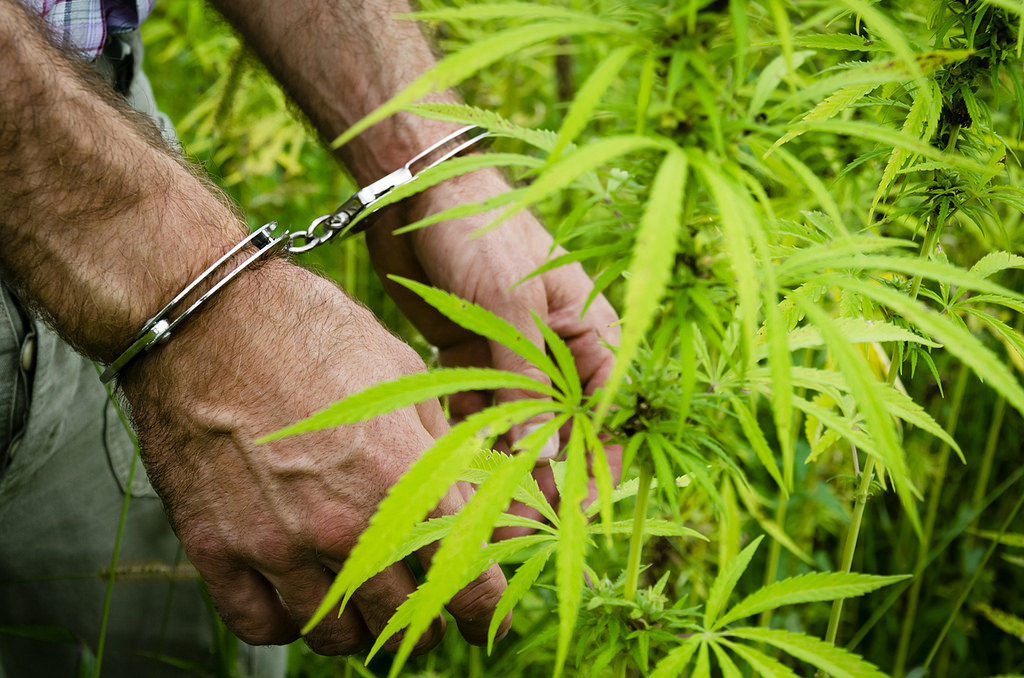 In 2022, The Number Of Federal Marijuana Trafficking Cases Went Down Again, According To A Federal Report!