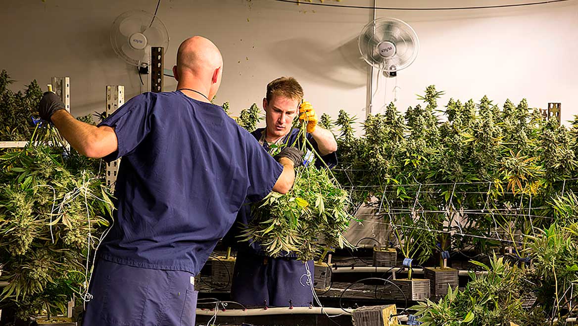 Oakland Park Commissioners Will Seriously Reconsider The Medical Marijuana Dispensary!