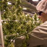 A Man Is Charged With Marijuana Distribution After Escaping From A Traffic Stop!