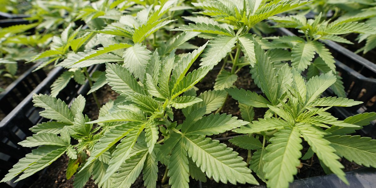 Kansas Senators Dismiss Medicinal Legalizing Marijuana Bill After Hearing Law Enforcement Opponents!